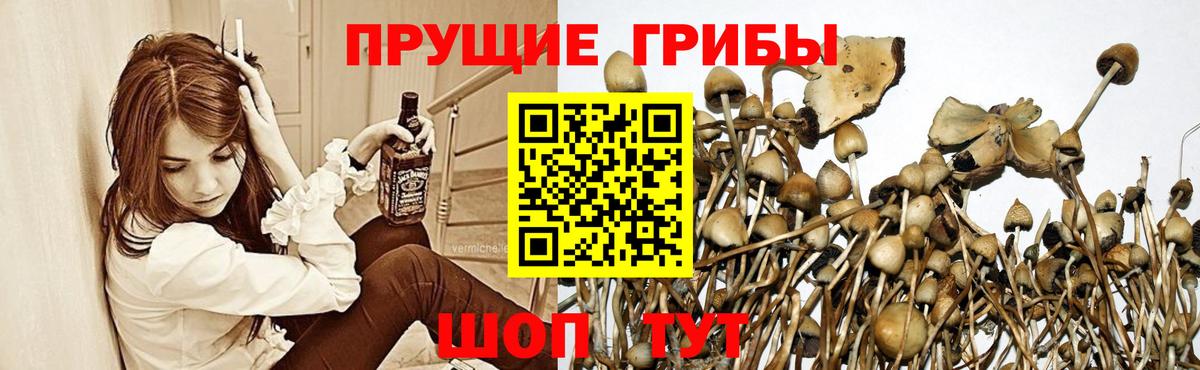 Псилоцибиновые грибы Magic Shrooms  Псилоцибиновые грибы Psilocybe  Чернушка 